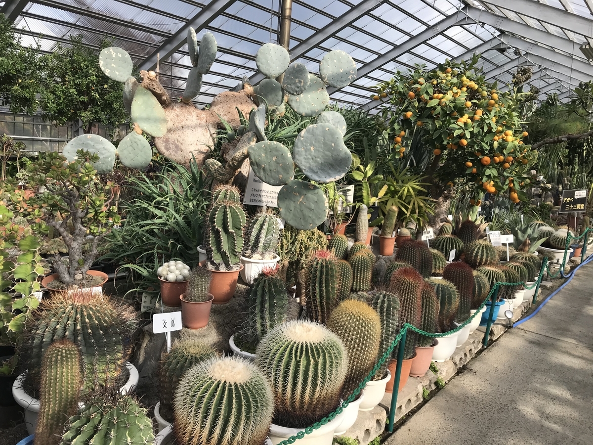 東津軽郡 夜越山森林公園 サボテン園 洋ラン園 多肉植物 エアプランツ 苔ほか 青森県グルメ 温泉