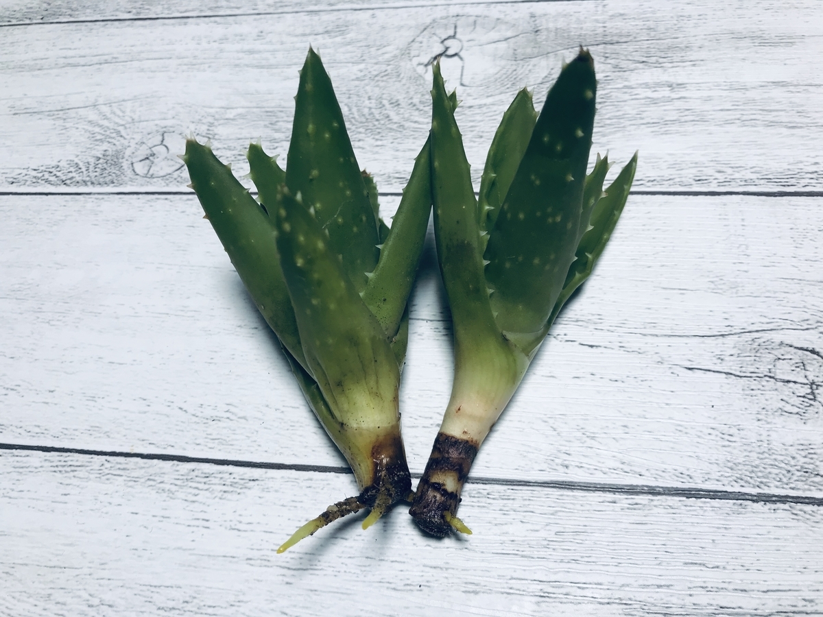 アロエ 不夜城 ノビリス 根付け 子株に根がついた 植物 雑貨 プチプラ生活 アロエ 不夜城 ノビリス 根付け 子株に根がついた 植物 雑貨 プチプラ生活