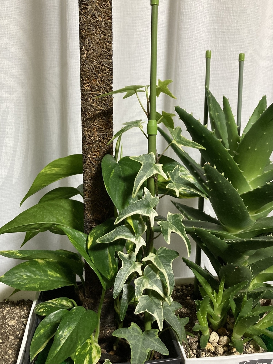 観葉植物 冬の東北 ポトスとヘデラの成長記録 ４か月後 植物 雑貨 プチプラ生活