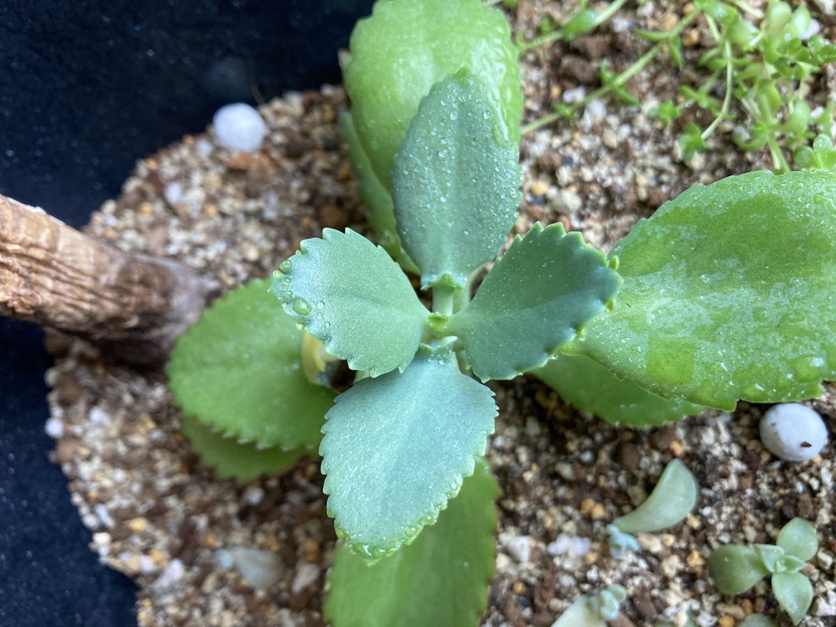 子宝弁慶草の葉に子株が出始めてきました 植物 雑貨 プチプラ生活 子宝弁慶草の葉に子株が出始めてきました 植物 雑貨 プチプラ生活