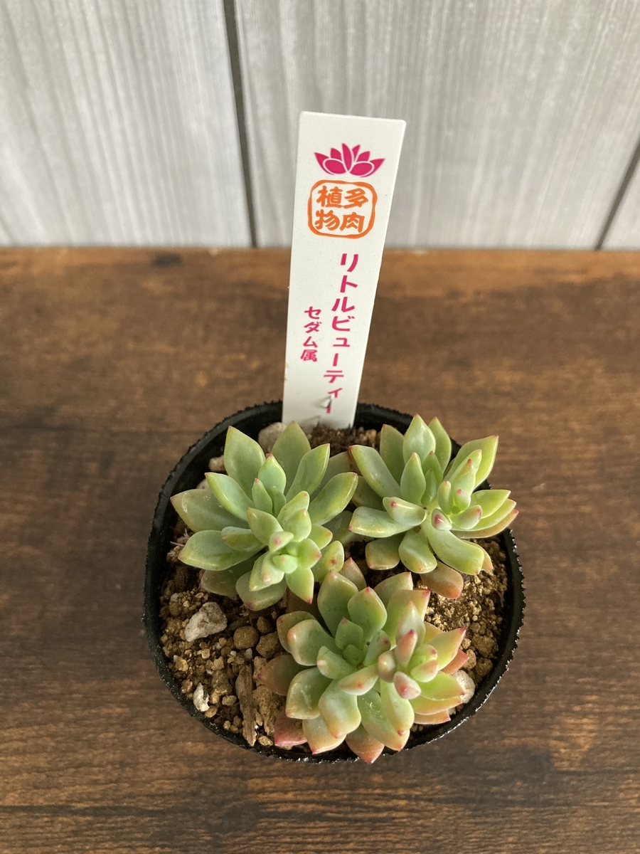 最近購入した多肉植物７点紹介 ダイソー ハオルチア オウレイ 恋心 植物 雑貨 プチプラ生活