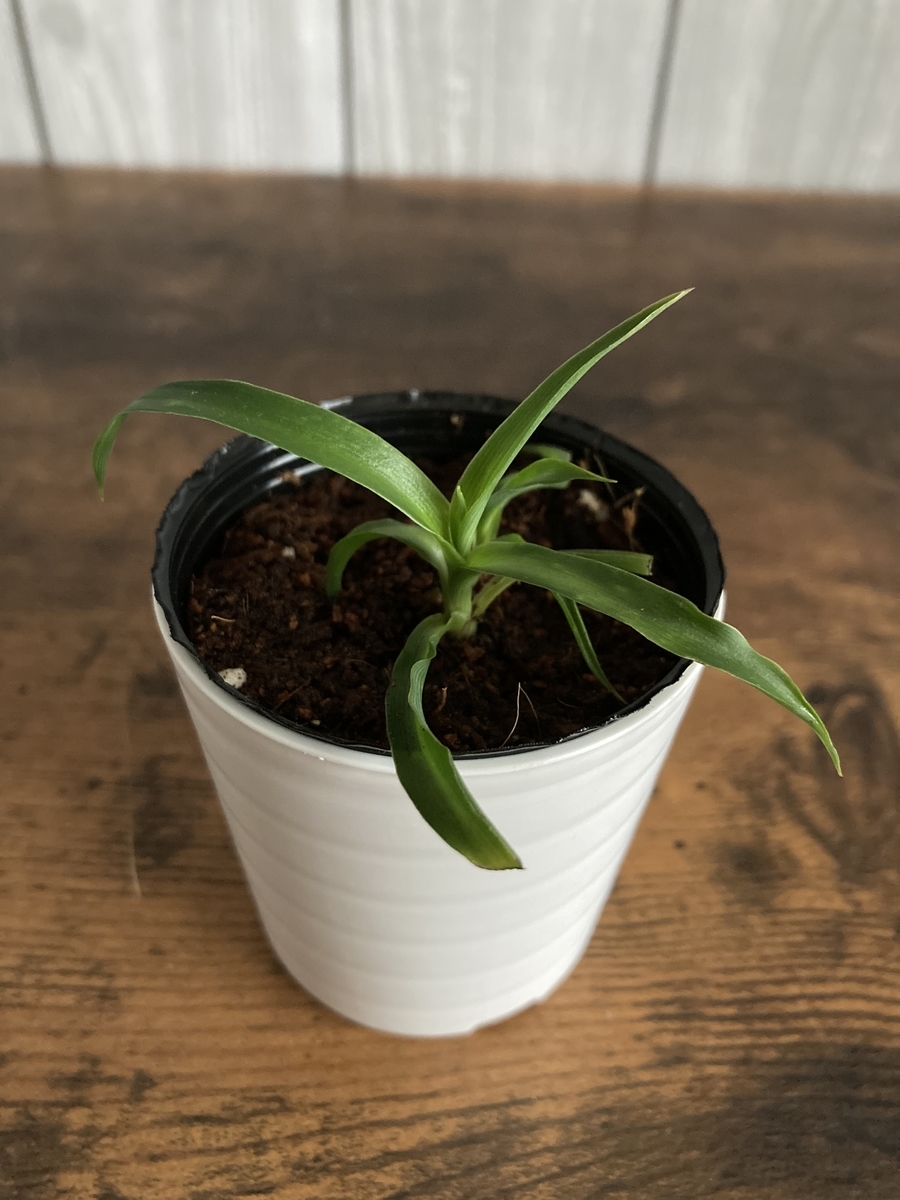 オリヅルラン ボニー 不明植物２点 実家からもらってきたー 植物 雑貨 プチプラ生活