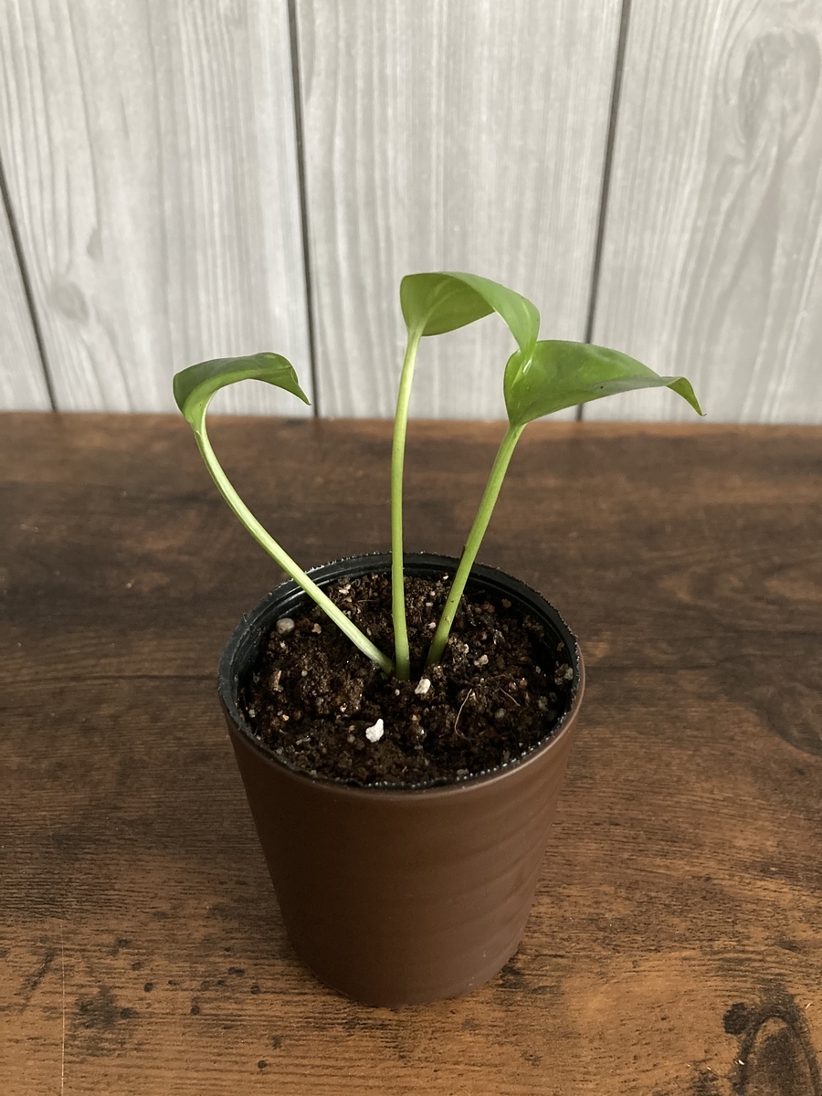 オリヅルラン ボニー 不明植物２点 実家からもらってきたー 植物 雑貨 プチプラ生活