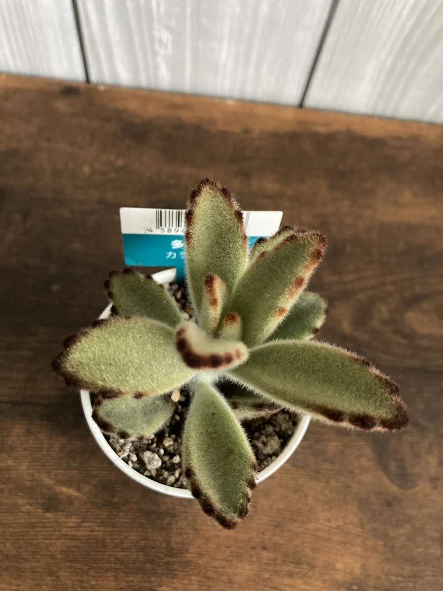 月兎耳 つきとじ の胴切り 葉挿し 根と芽が出るまでの成長記録 植物 雑貨 プチプラ生活