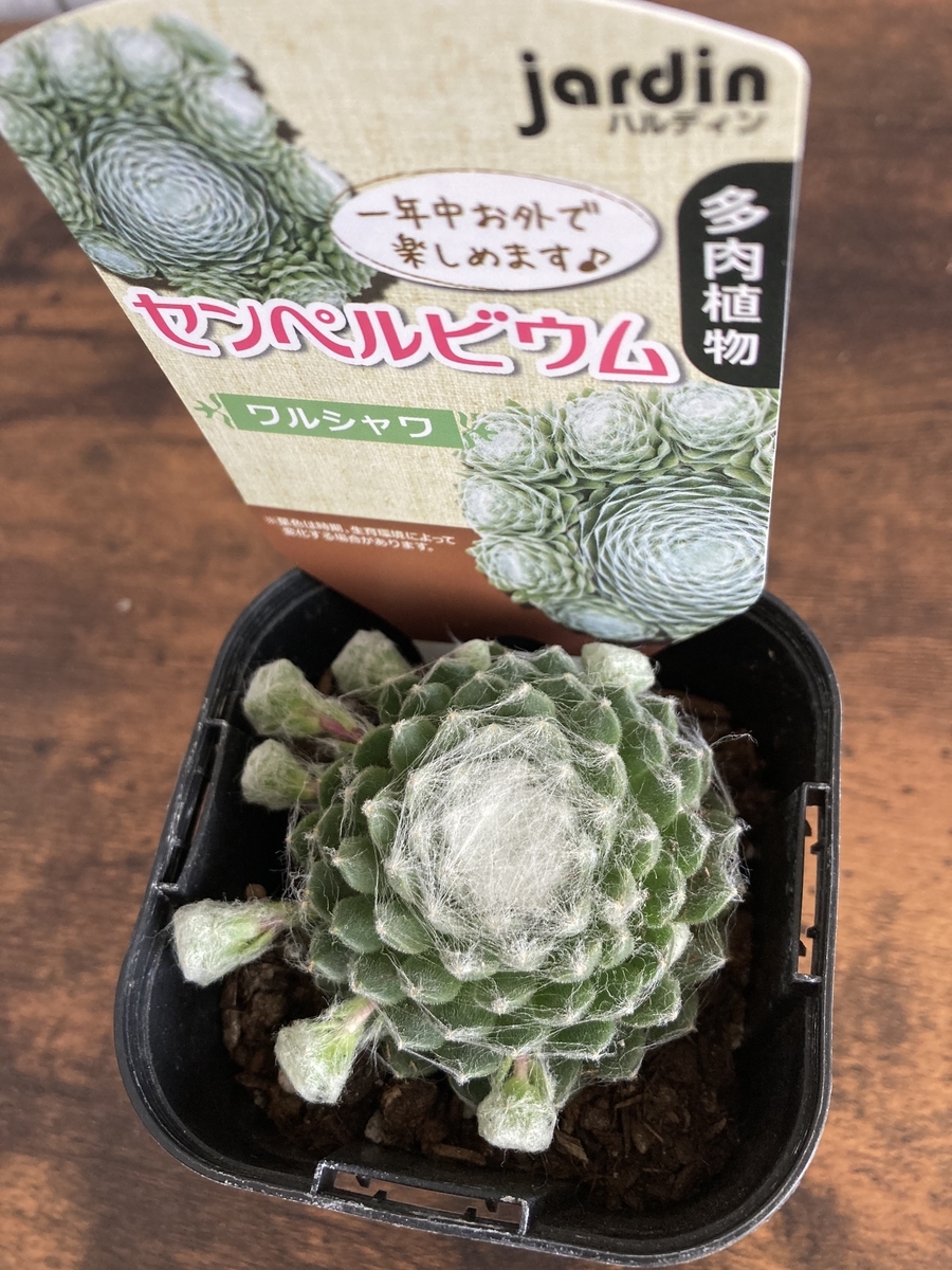大きいセンペルビウム4種類購入 ハルディンの多肉植物 植物 雑貨 プチプラ生活 大きいセンペルビウム4種類購入 ハルディンの多肉植物 植物 雑貨 プチプラ生活
