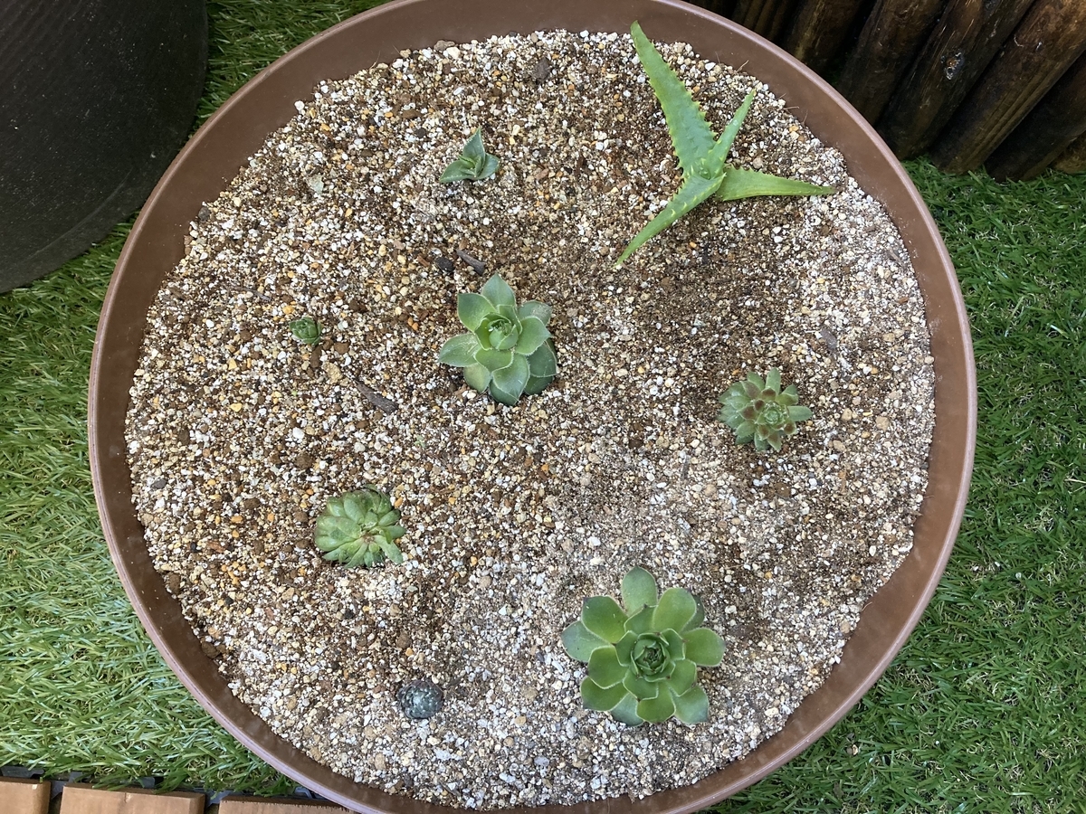 多肉植物 我が家のセンペルビウム９種類紹介 植物 雑貨 プチプラ生活