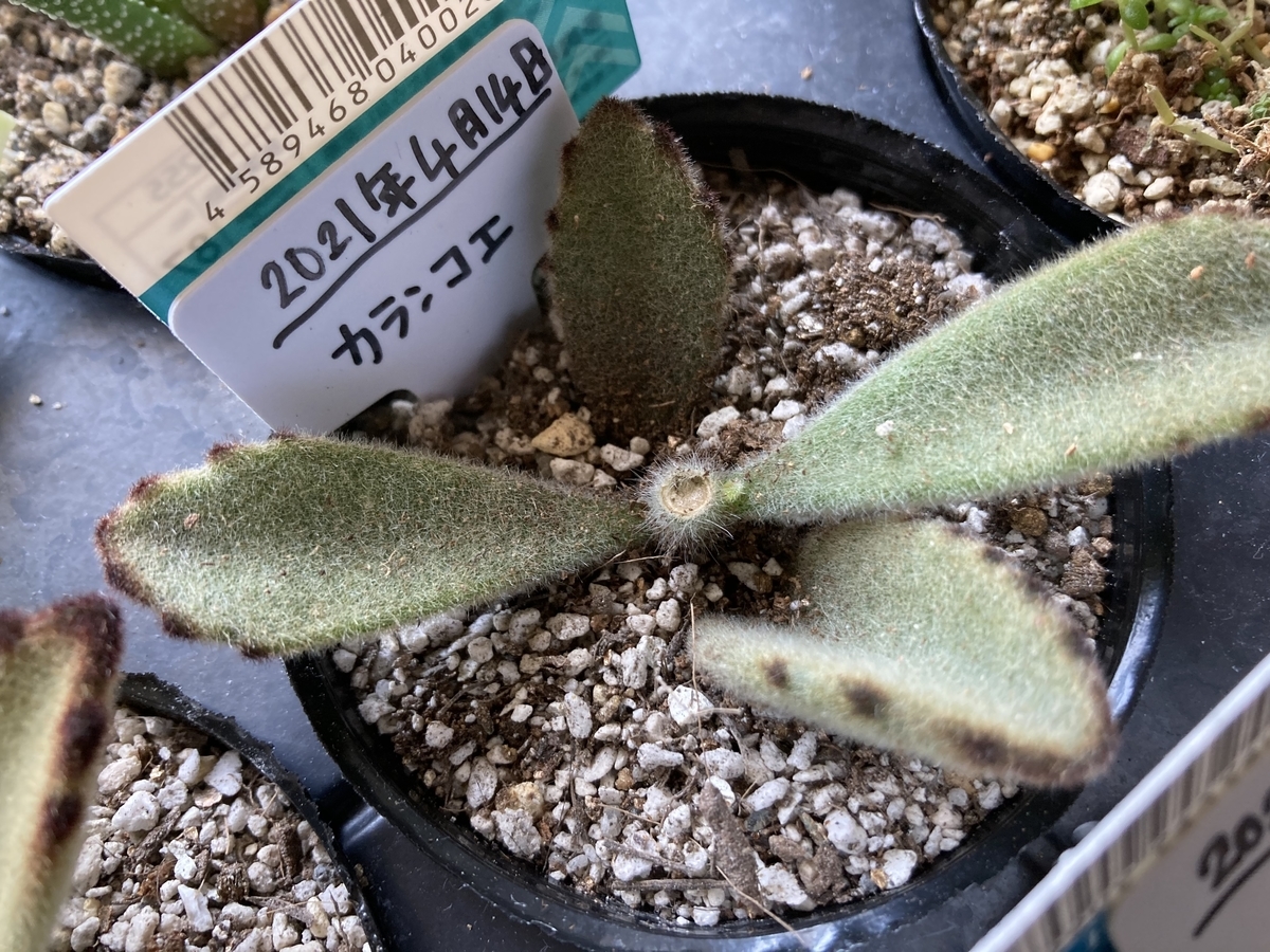 月兎耳 つきとじ の胴切り 葉挿し 根と芽が出るまでの成長記録 植物 雑貨 プチプラ生活