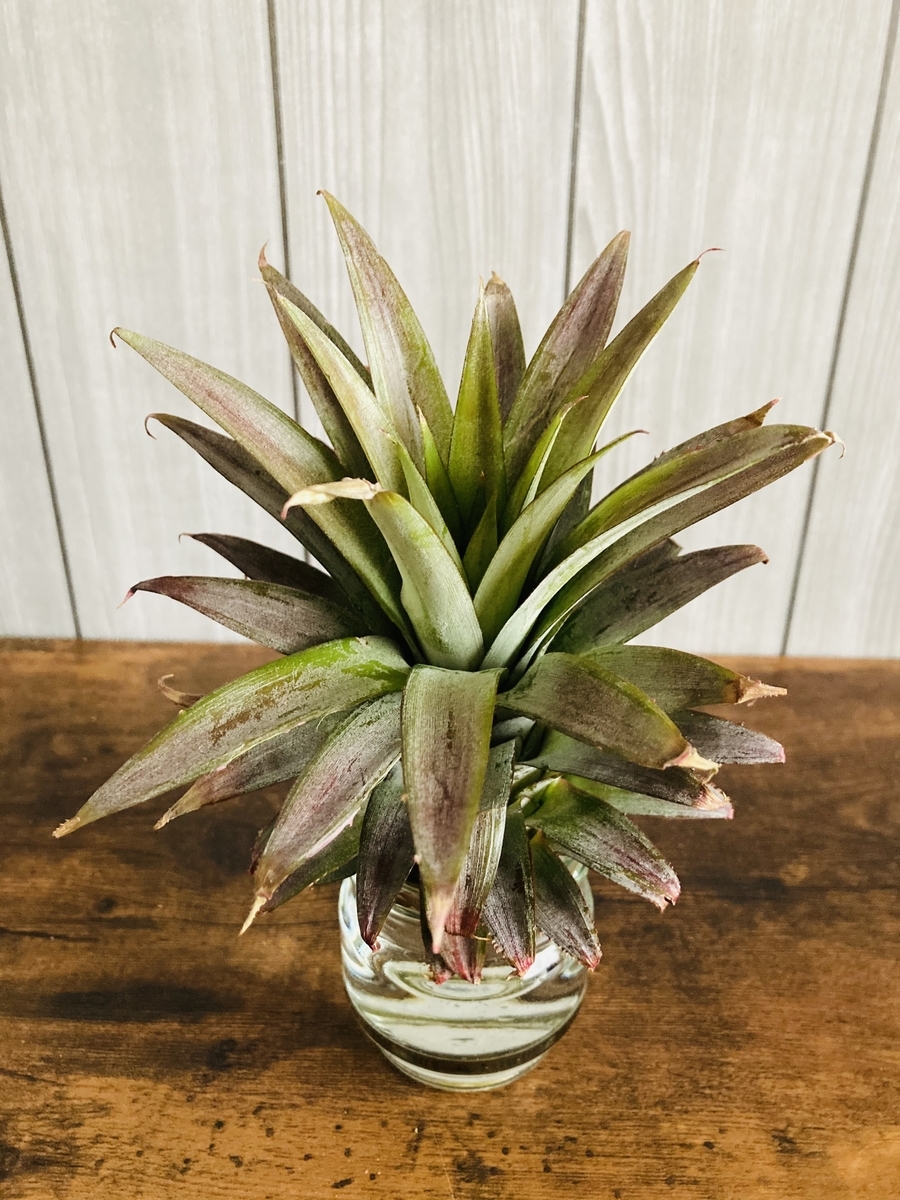 台湾産 王蜜パイン のヘタを水耕栽培して観賞用植物に 植物 雑貨 プチプラ生活