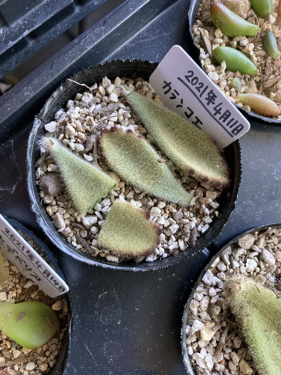 もふもふ♡月兎耳 葉挿し カランコエ 多肉植物 【公式通販】