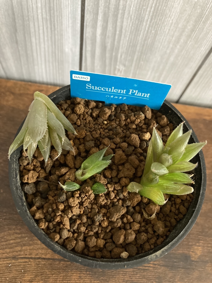 ハオルチア軟葉系がまたまた瀕死の状態 植物 雑貨 プチプラ生活 ハオルチア軟葉系がまたまた瀕死の状態 植物 雑貨 プチプラ生活