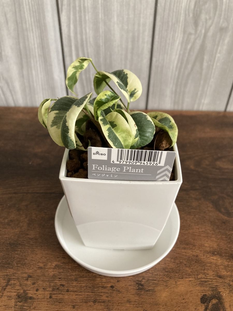 ダイソーで鉢購入 観葉植物4点植え替え 植物 雑貨 プチプラ生活 ダイソーで鉢購入 観葉植物4点植え替え 植物 雑貨 プチプラ生活