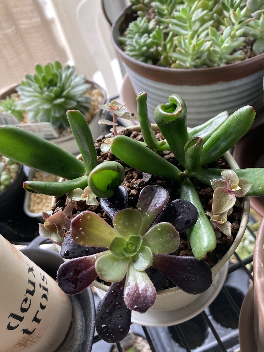 多肉植物 ダイソー黒法師 ゴーラム カリシア ３点寄せ植え 植物 雑貨 プチプラ生活