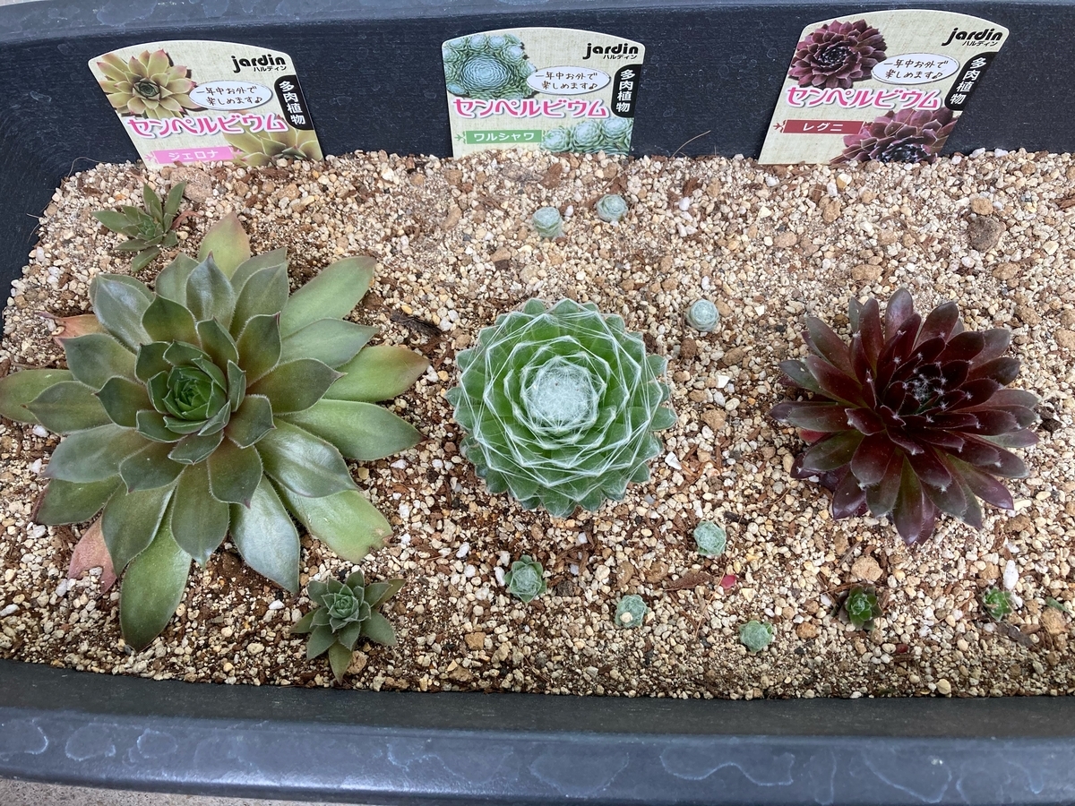 やってしまった 多肉植物 サボテン3点根腐れ 植物 雑貨 プチプラ生活 やってしまった 多肉植物 サボテン3点根腐れ 植物 雑貨 プチプラ生活