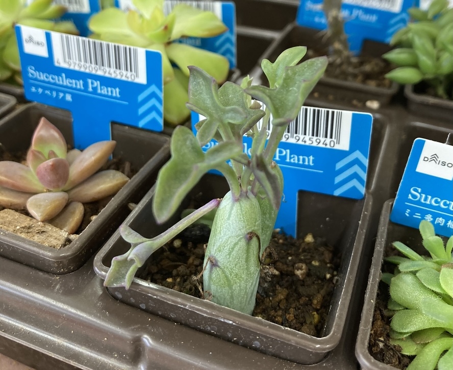 レアな多肉植物 七宝樹 とは ダイソーで発見 読み方は 形がユニークで面白い観葉植物 検証と解説ブログ