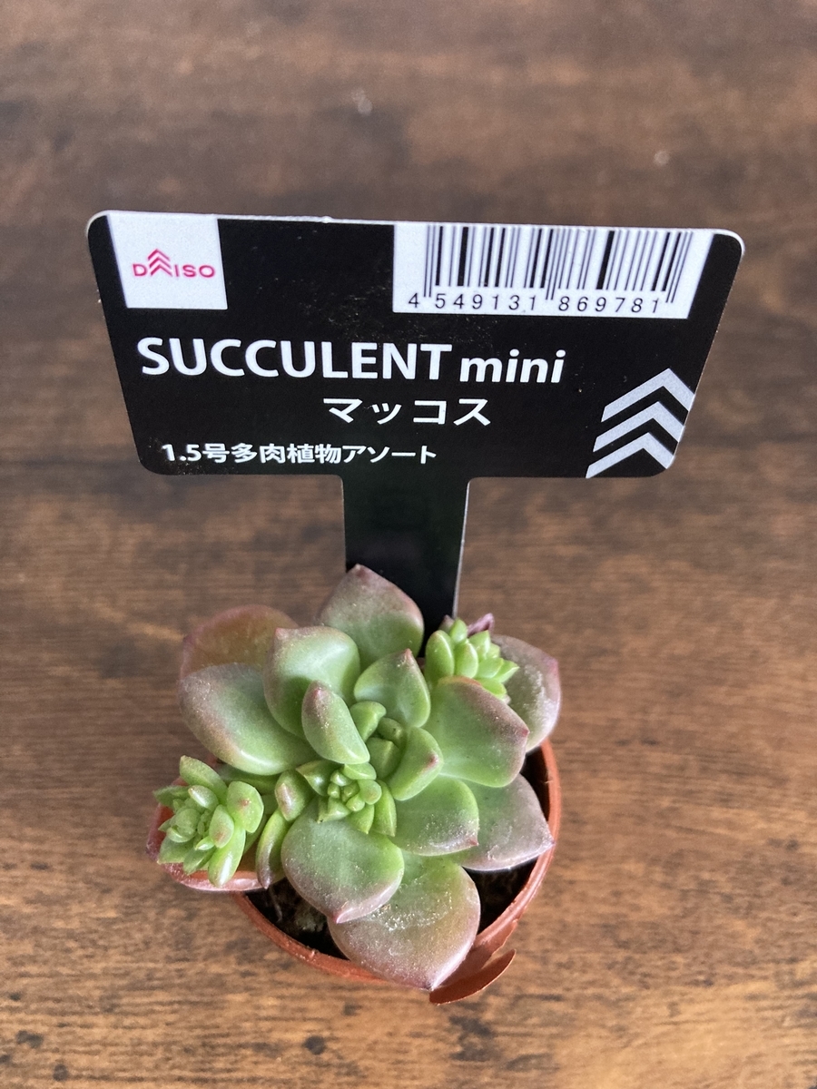 多肉植物 マッコス 葉挿し50枚 ＋ プロリフィカ 葉挿し 50枚 ① 【公式