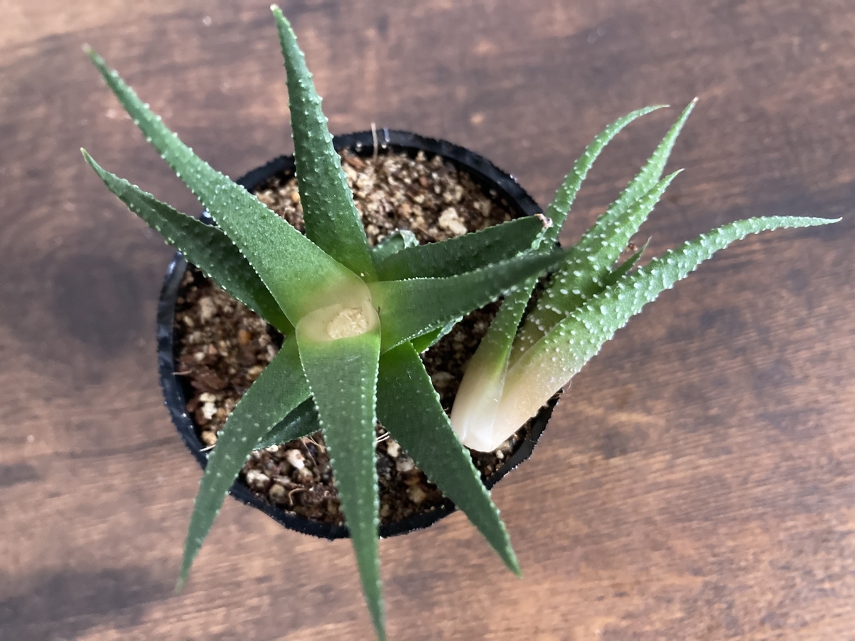 ダイソー ハオルチア – ハオルチア 100均 _ 観葉植物のプロに聞く「ハオルチア」の種類と育て方 – NONX