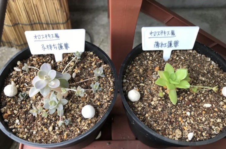 多肉植物】メルカリで購入した「子持ち蓮華」の成長記録、育て方 