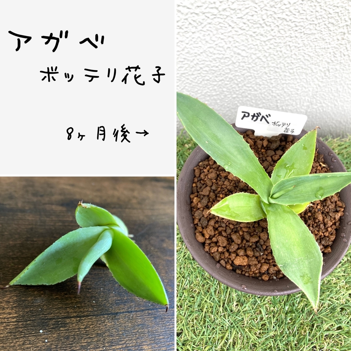 雷神、ボッテリ