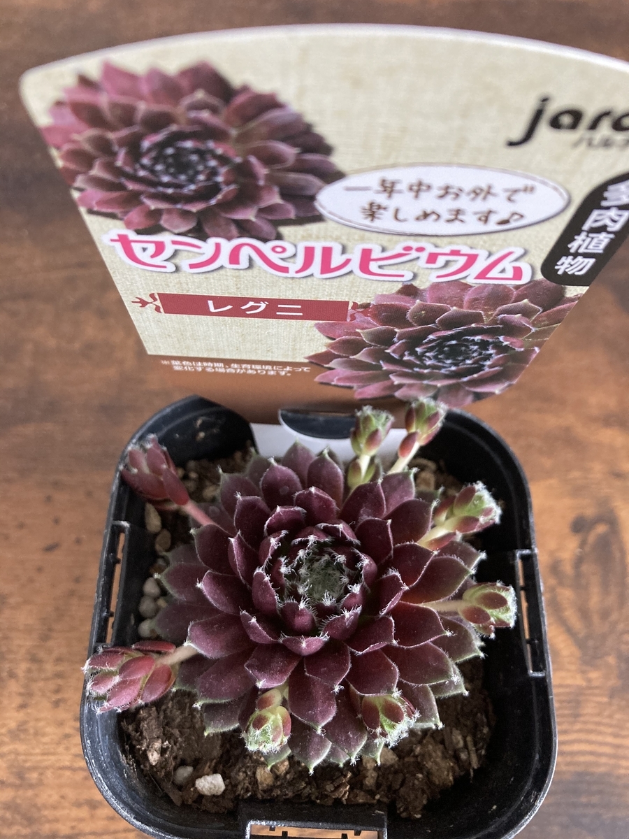 多肉植物】魅惑のセンペルビウム「レグニ」の成長記録、育て方、増やし 