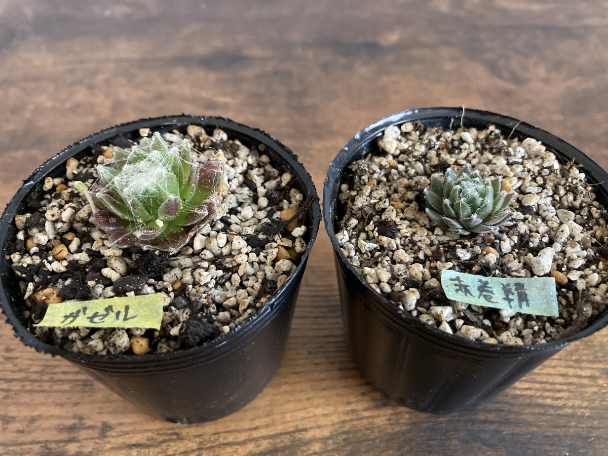 多肉植物】白い糸を巻いた巻絹センペルビウム「ガゼル」の成長記録 