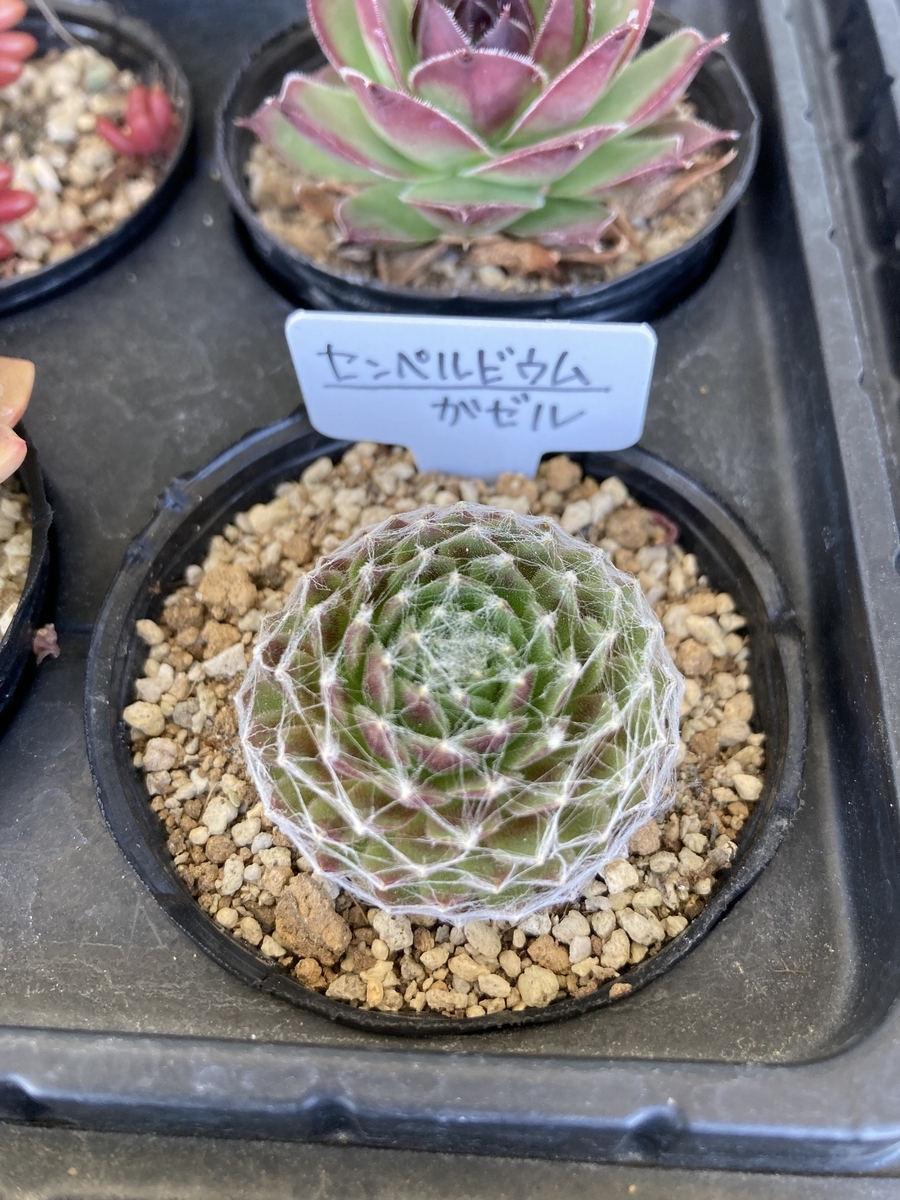 多肉植物】白い糸を巻いた巻絹センペルビウム「ガゼル」の成長記録 