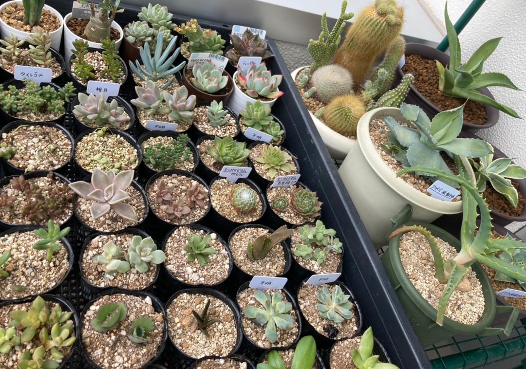 多肉植物】白い糸を巻いた巻絹センペルビウム「ガゼル」の成長記録 