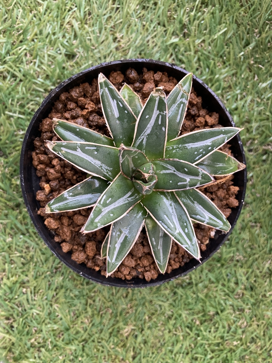 アガベ 笹の雪 氷山 【鉢ごと発送】 鉢ごと】アガベ 氷山 検) 笹の雪