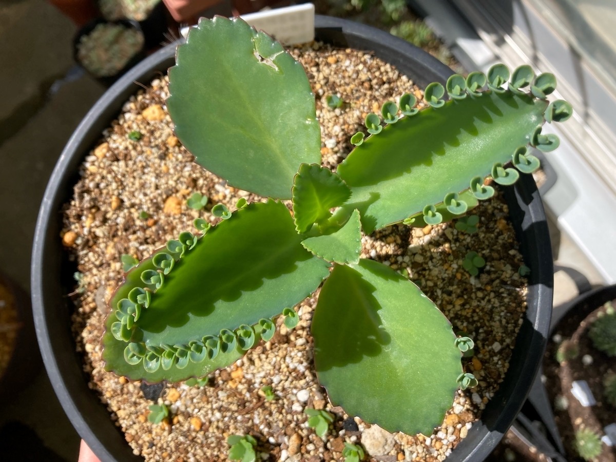 子宝草、抜き苗 子宝草、抜き苗