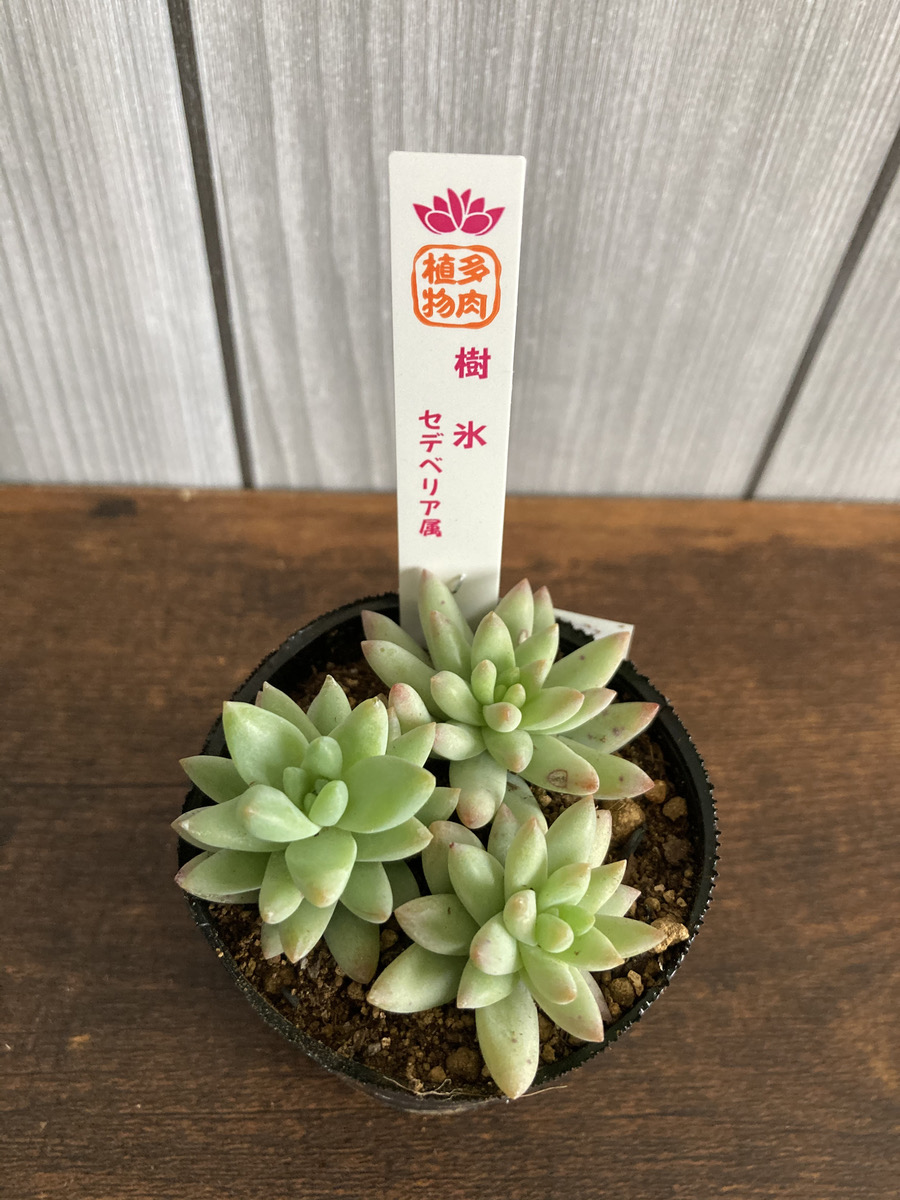 多肉植物樹氷3カット苗(取れた葉は葉挿ししてね)