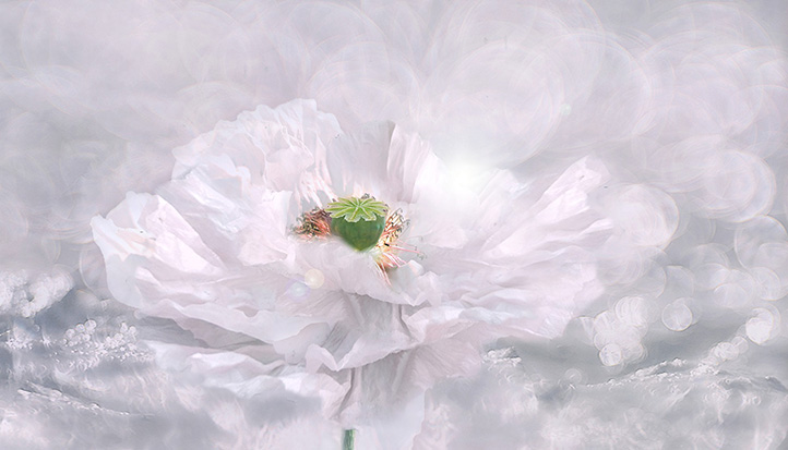 f:id:wishes-come-true:20190305105209j:plain f:id:wishes-come-true:20190305105209j:plain