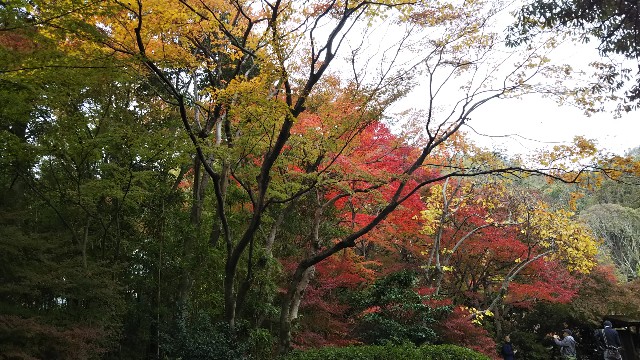 f:id:wishhappiness:20181129194643j:image f:id:wishhappiness:20181129194643j:image