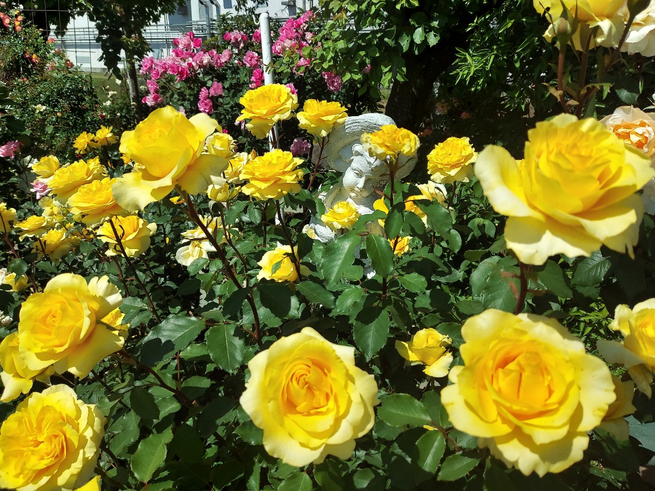 f:id:wishhappiness:20260520122449j:image