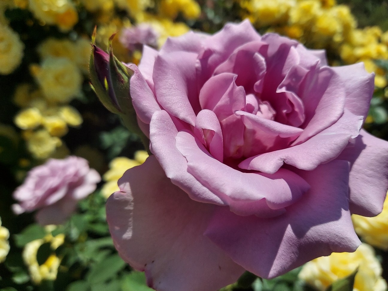f:id:wishhappiness:20260521082316j:image