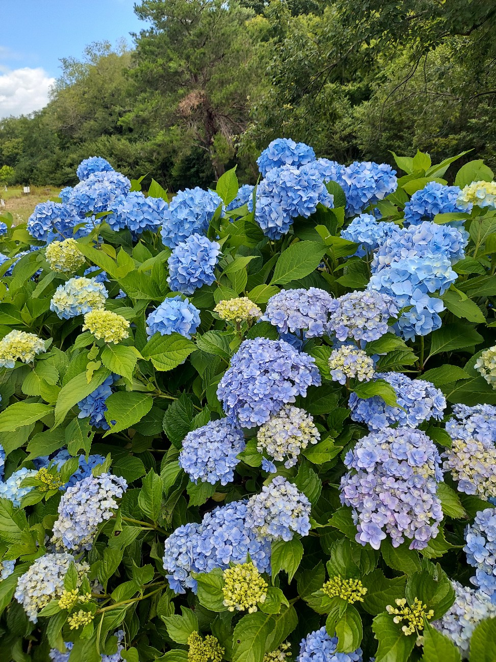 f:id:wishhappiness:20260622121018j:image