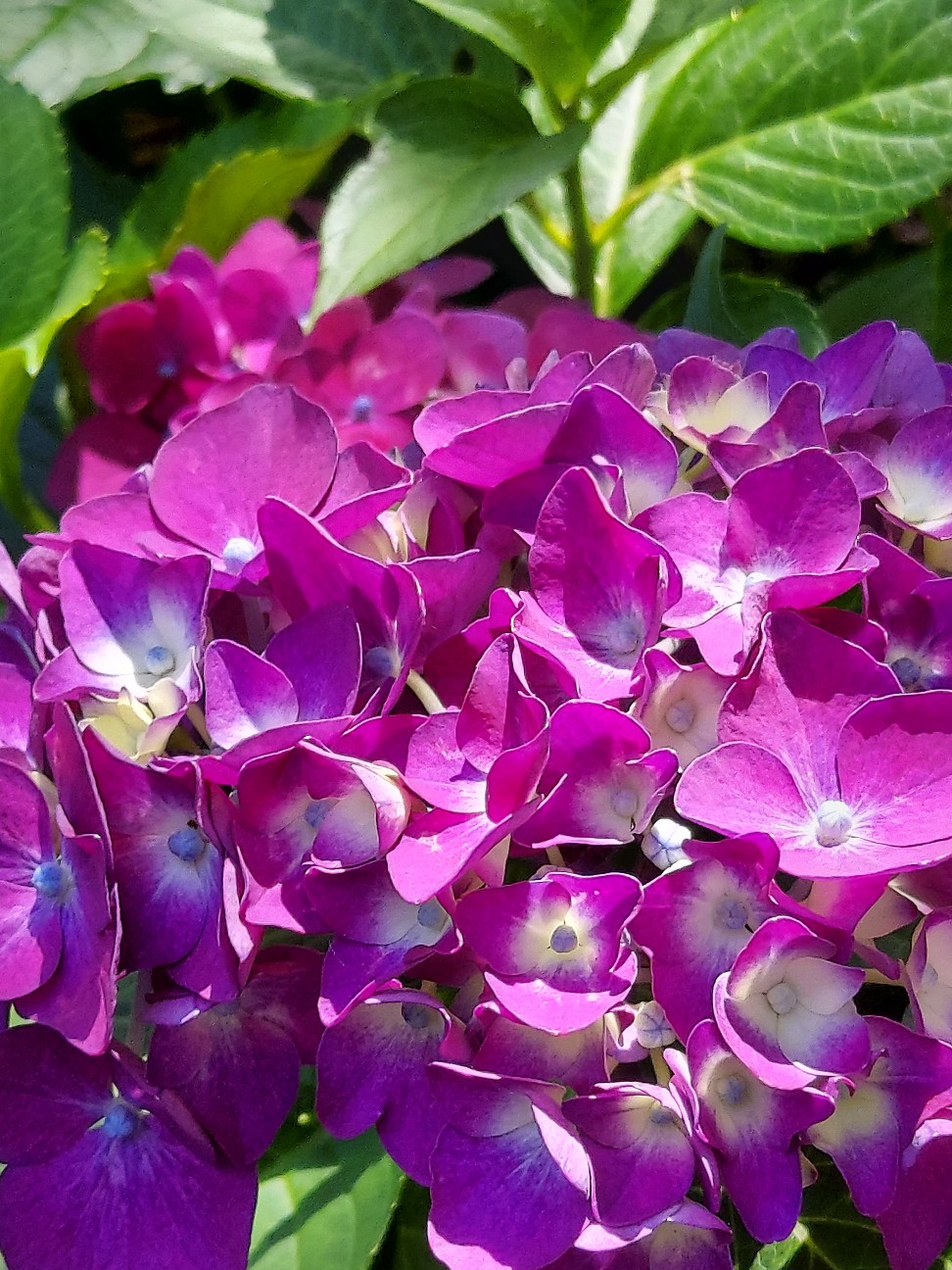 f:id:wishhappiness:20260622121022j:image