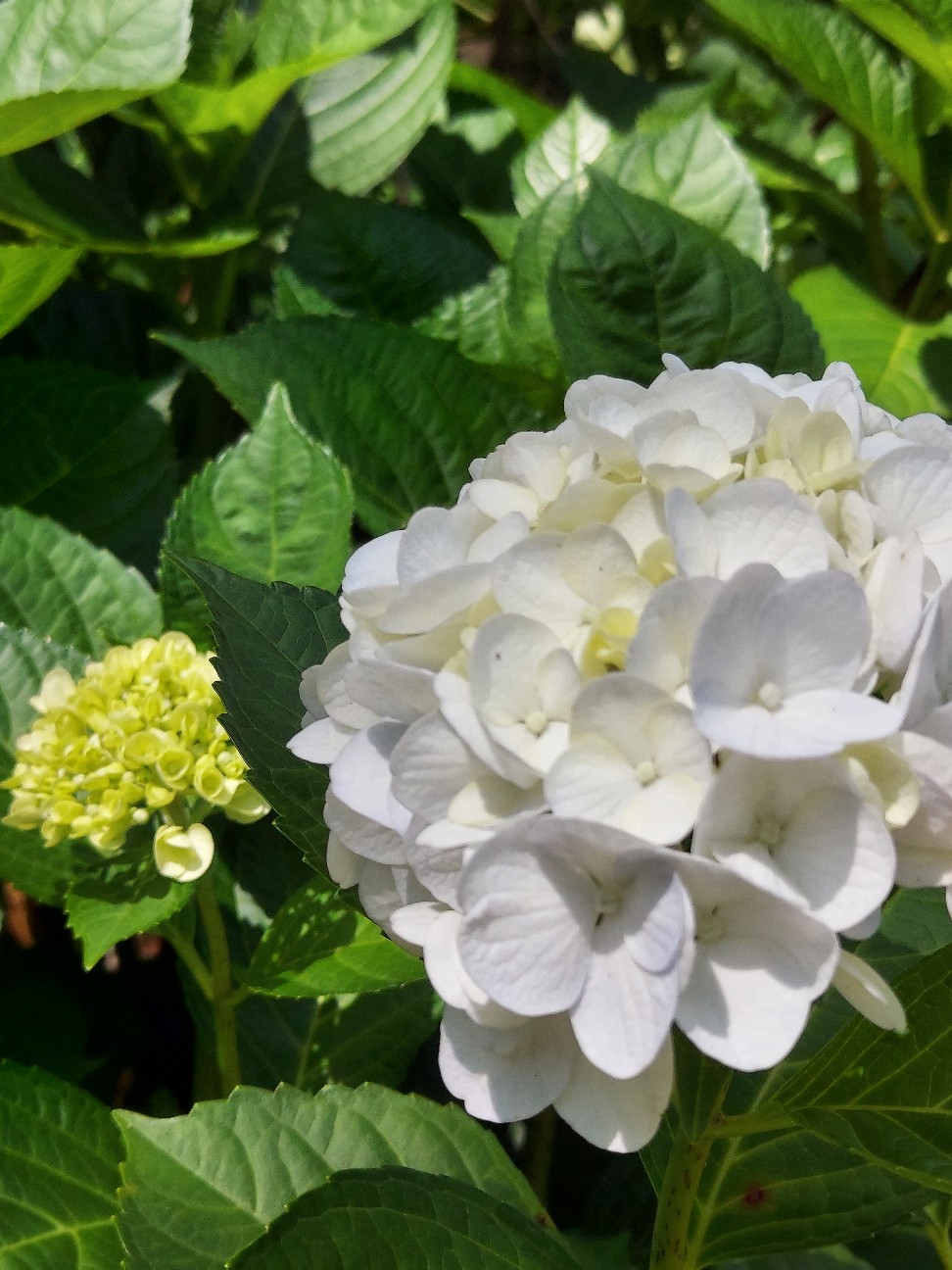 f:id:wishhappiness:20260622121024j:image