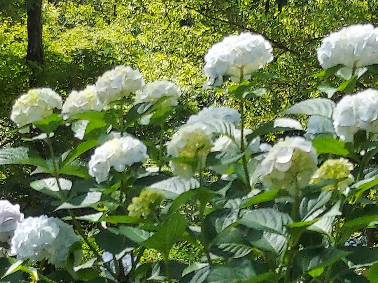 f:id:wishhappiness:20260622121027j:image