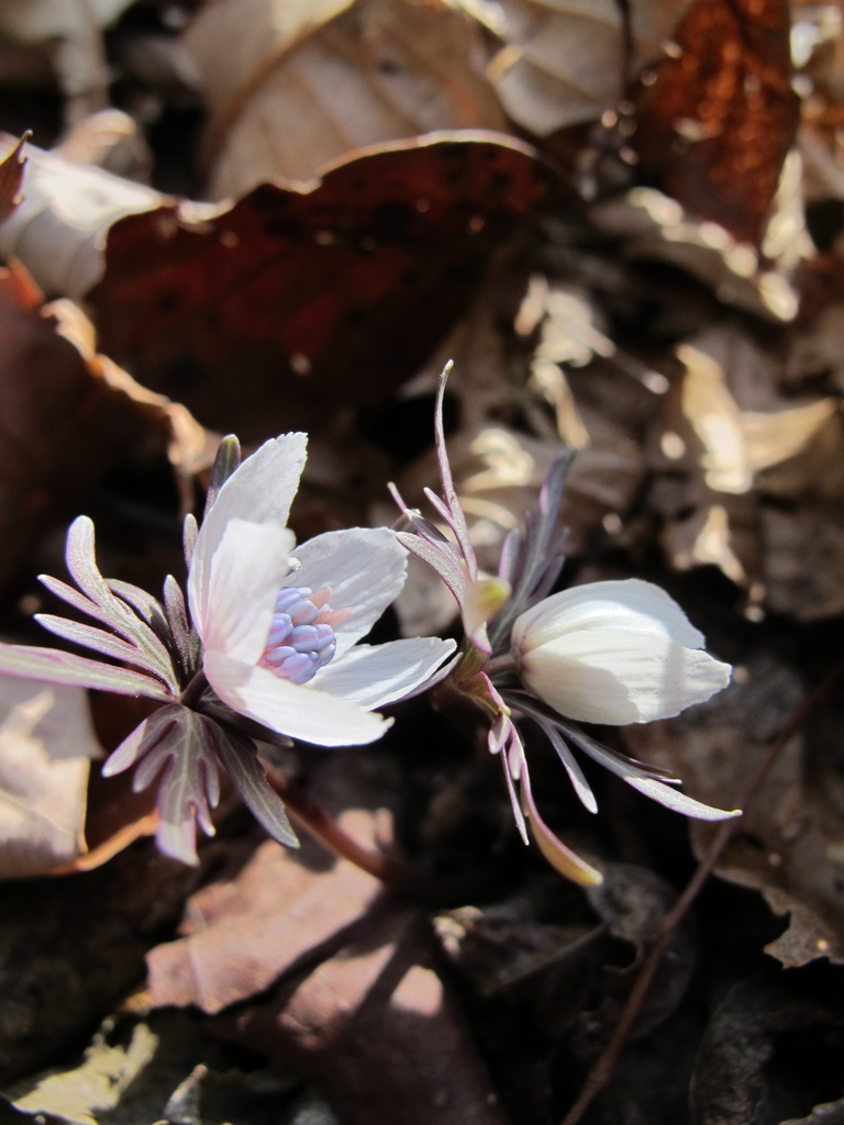 f:id:wisteria6:20190302014023j:plain f:id:wisteria6:20190302014023j:plain