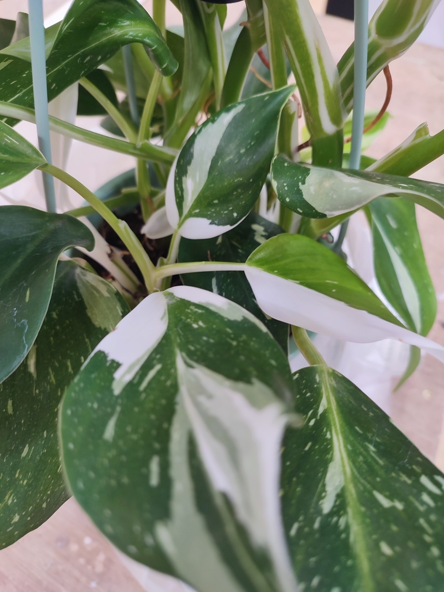 ２つです‼️【太茎‼️】フィロデンドロン　ホワイトプリンセス　茎③ 斑入り　希少人気 フィロデンドロン ホワイトプリンセス 5号 艶やかな葉 観葉植物