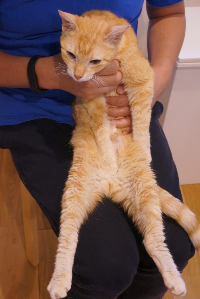 f:id:withTora:20160829122650j:plain f:id:withTora:20160829122650j:plain