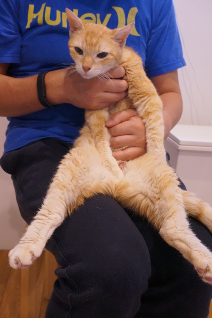 f:id:withTora:20160829122738j:plain f:id:withTora:20160829122738j:plain