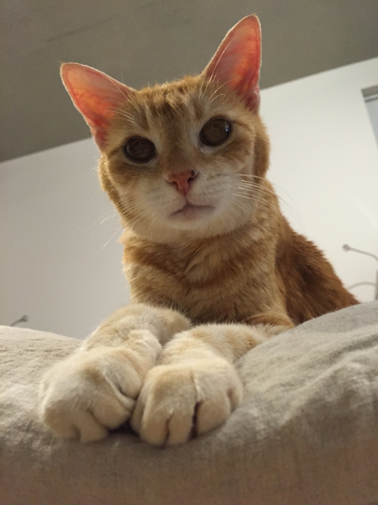 f:id:withTora:20161102144537j:plain