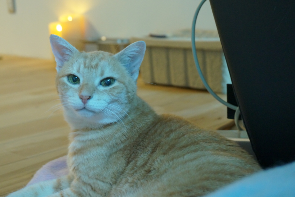 f:id:withTora:20161102144612j:plain