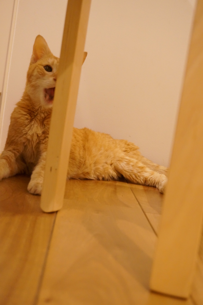 f:id:withTora:20161102144817j:plain