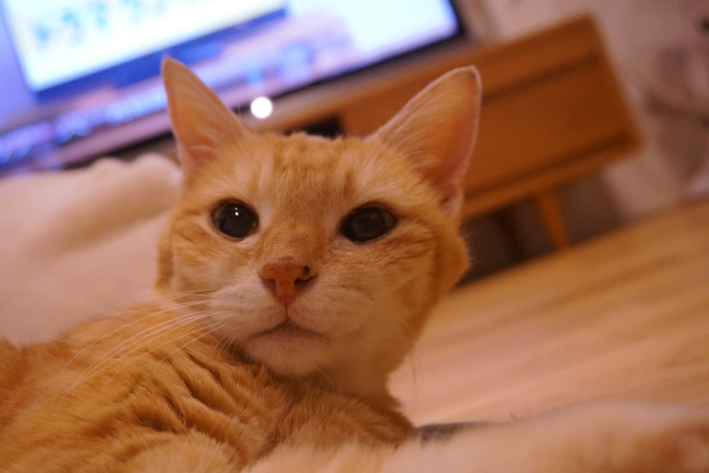 f:id:withTora:20161102145723j:plain