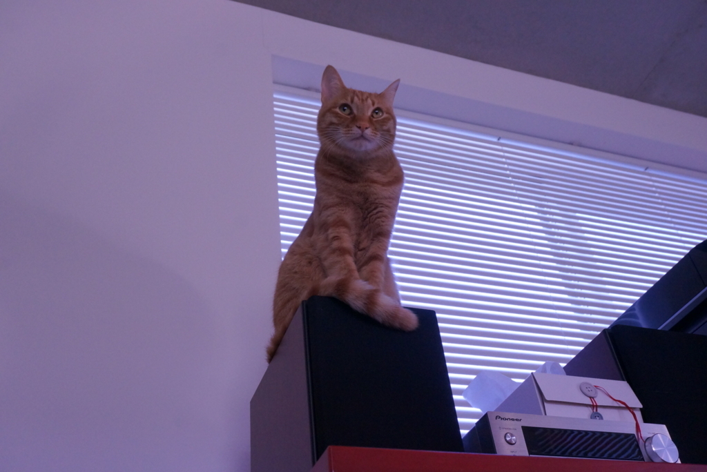 f:id:withTora:20180413104012j:plain