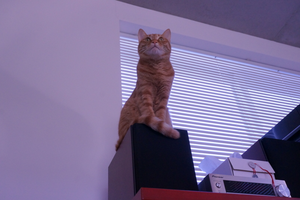 f:id:withTora:20180413104053j:plain