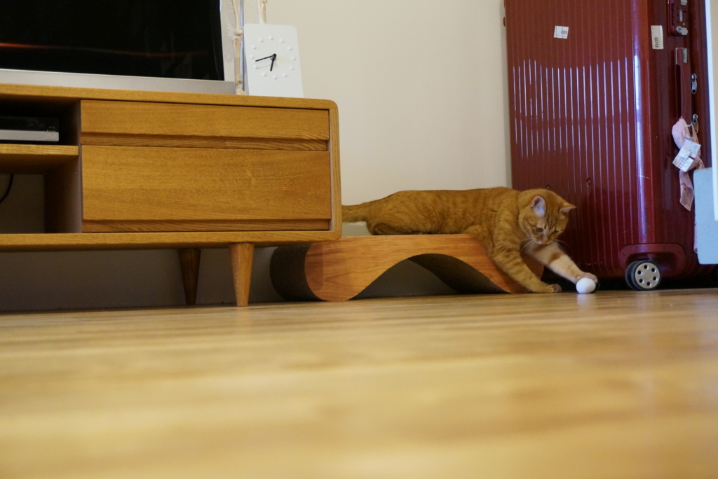 f:id:withTora:20180618113321j:plain f:id:withTora:20180618113321j:plain