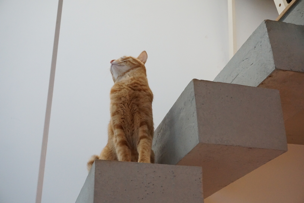 f:id:withTora:20190208135301j:plain