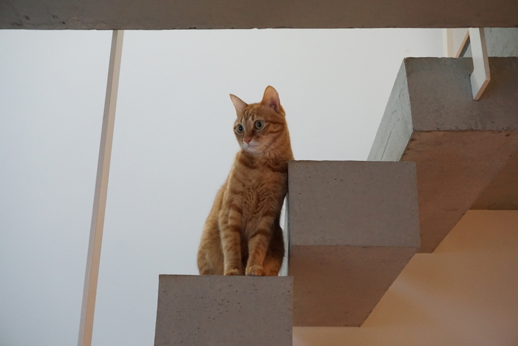 f:id:withTora:20190208135358j:plain